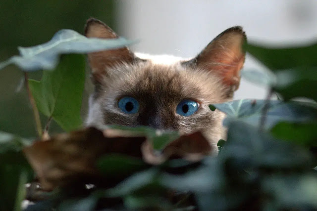 gato se escondendo atras da folhagem