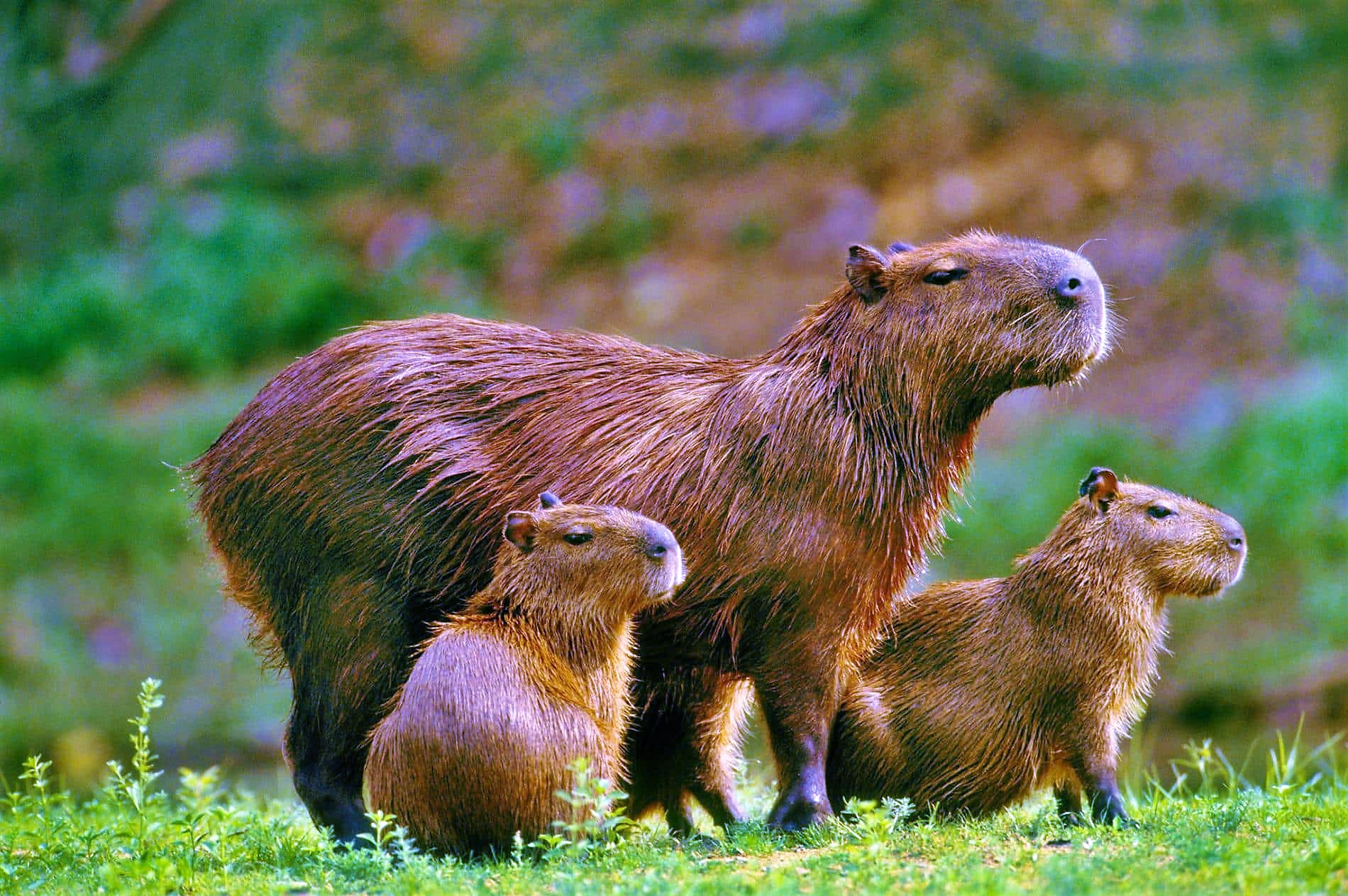 Capybara - Les 10 animaux emblématiques du Brésil