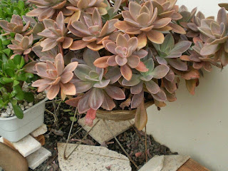 Echeveria gibbiflora 'Metallica