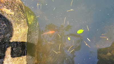 잉어 개인 분양 사진-3-연못에 입수한 모습