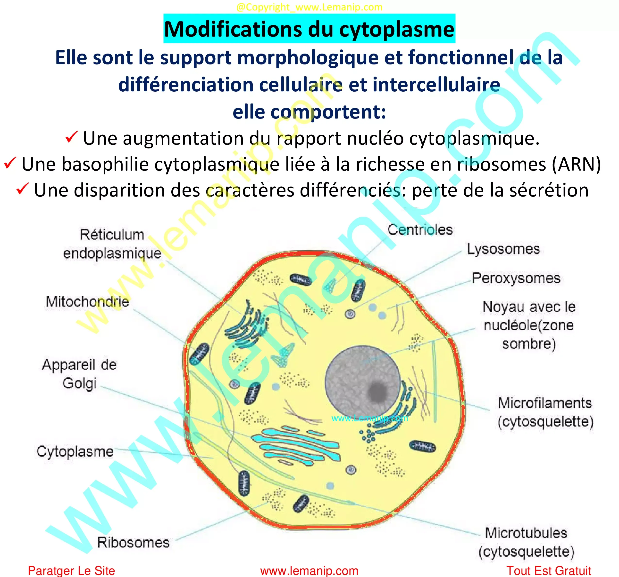 Modifications du cytoplasme