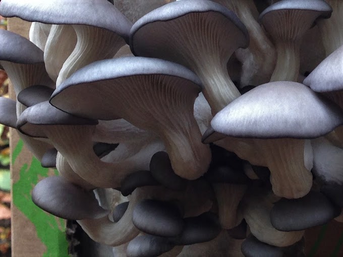 Grey oyster mushroom supplier in Bhopal | Mushroom shop | Biobritte mushroom shop