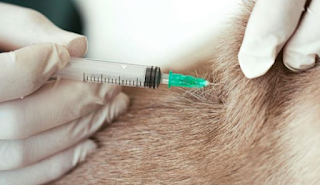 Lyme Vaccine for Dogs Pros and Cons