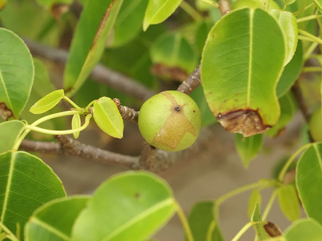 تفاحة المـوت: الشجرة الأخطـر في العالم (شجرة الموت) شجرة المانشينيل (Hippomane mancinella)