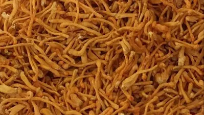 Cordyceps militaris mushroom cultivation training