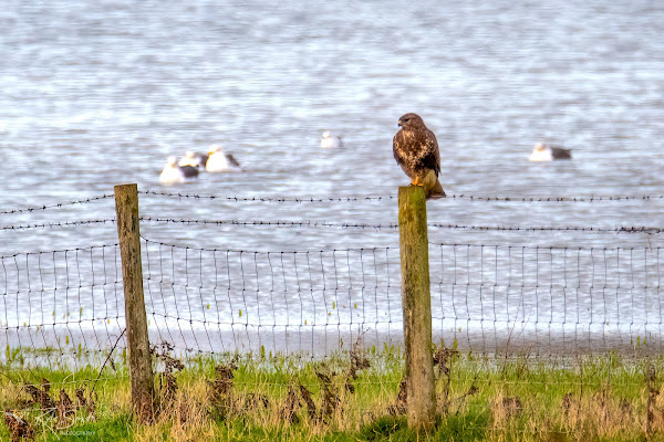 Buzzard