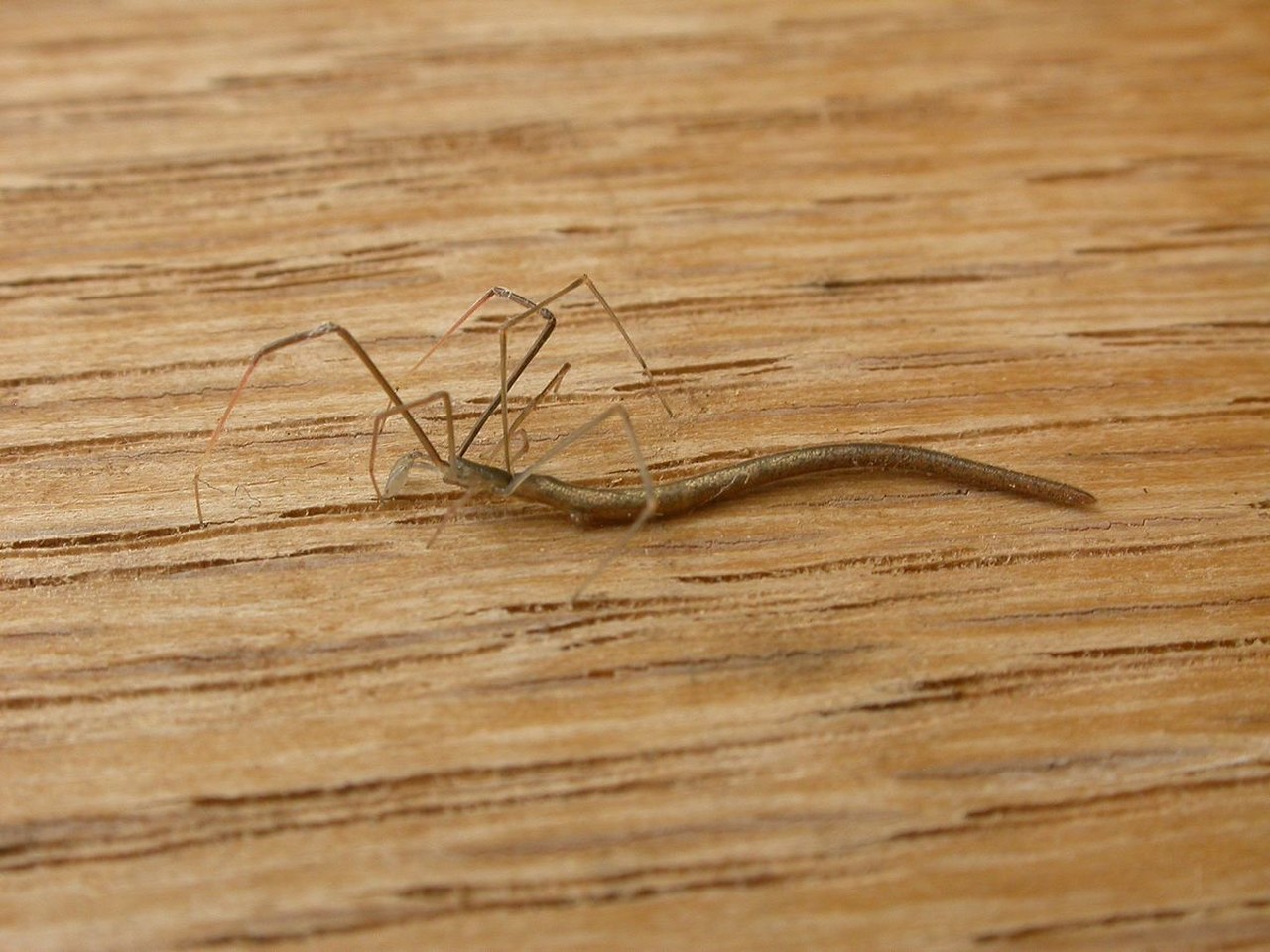 عدو من نوعه. عنكبوت على شكل يرقة غريبة تصطاد "إخوانها" بمهارةWhiplash Spider: