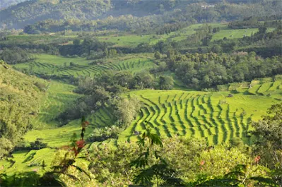 topografi pulau flores kombinasi antara deretan bukit, lembah, ngarai dan aliran sungai-sungai kecil