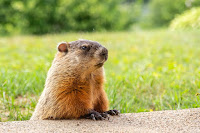 Marmota monax