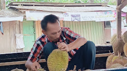 Durian Manis Dan Berkualitas Seputar Lampung Timur