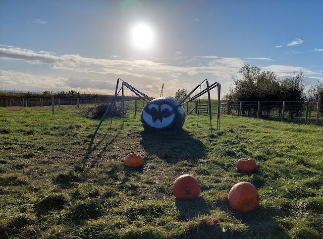 Pumpkin patch at Whitehouse Farm Northumberland