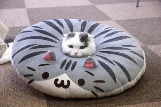 cat sitting the middle of a round pillow