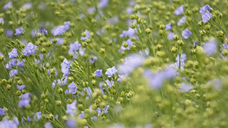 Flax Seed recipe milk oil