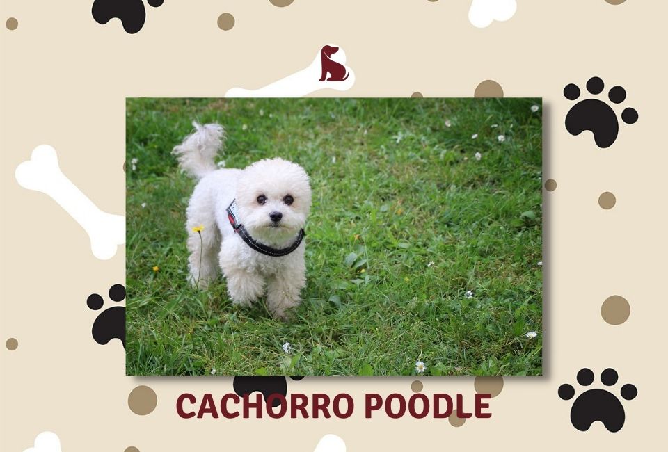 Cães para apartamento: Poodle