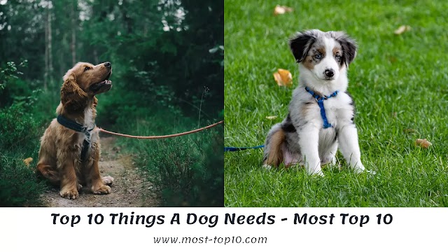 Top 10 Things A Dog Needs - Most Top 10 