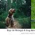Top 10 Things A Dog Needs - Most Top 10 