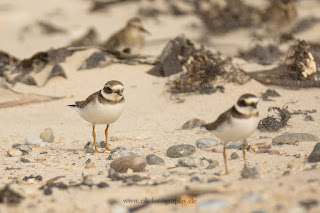 Wildlifefotografie Helgoland Düne Sandregenpfeifer