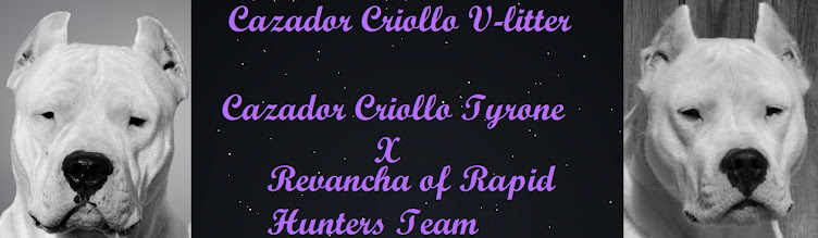 Cazador Criollo puppies V-litter Tyrone X Revancha