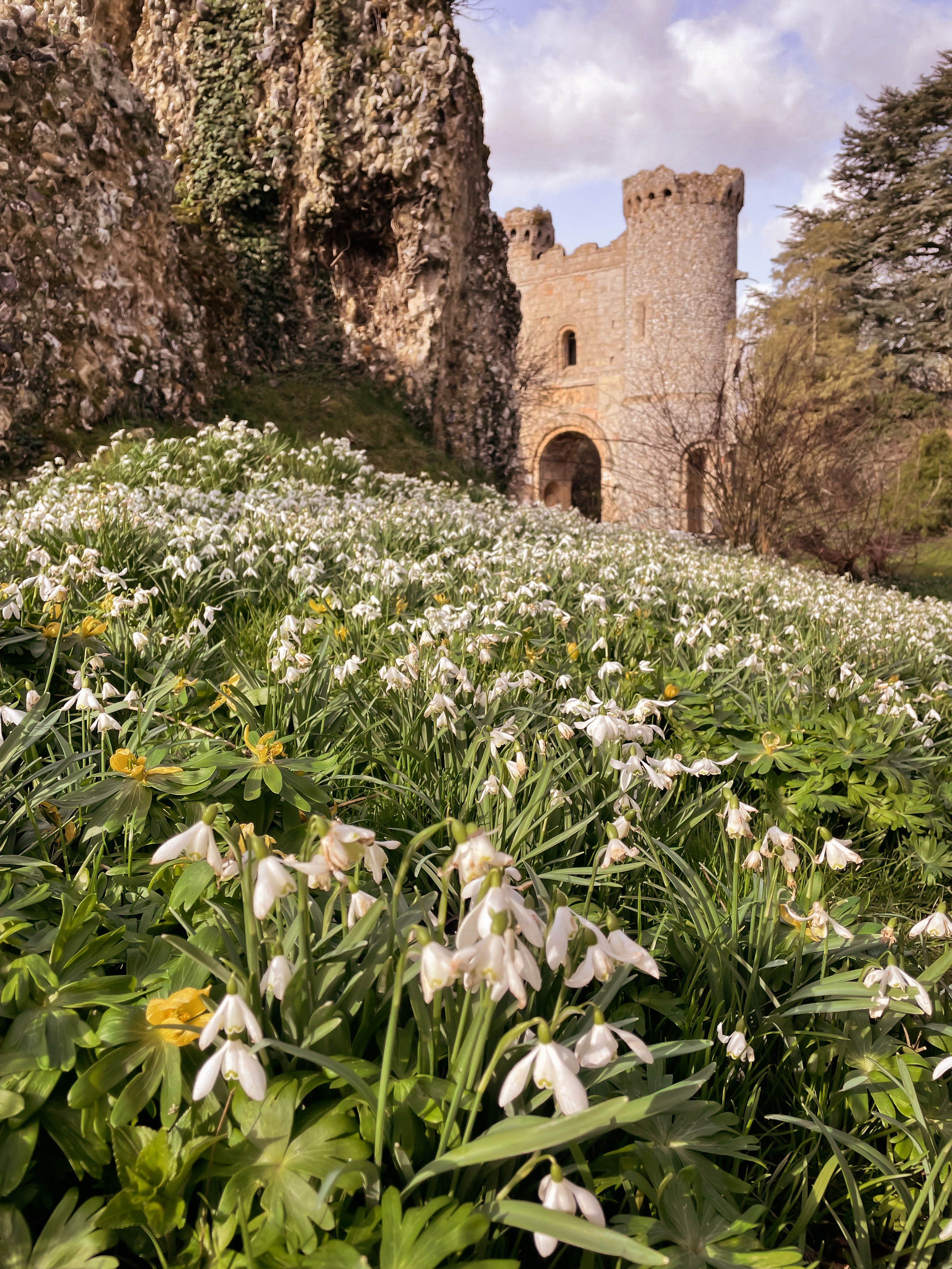 Snowdrops English countryside spring flowers