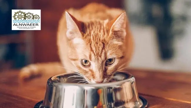  كيف تغير طعام القطة؟