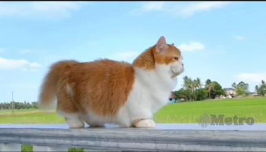 Memahami dan Membelai Kucing Anda