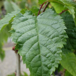 Prunus 'Collingwood Ingram'