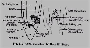 Apical Meristems