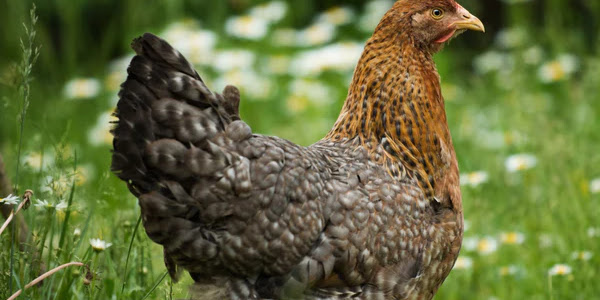 Bielefelder Chicken (Gallus gallus domesticus)