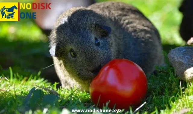 Apples and Guinea Pigs: Is it Safe for Guinea Pigs to Eat Apples?