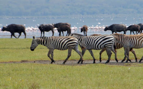 Best African safari parks