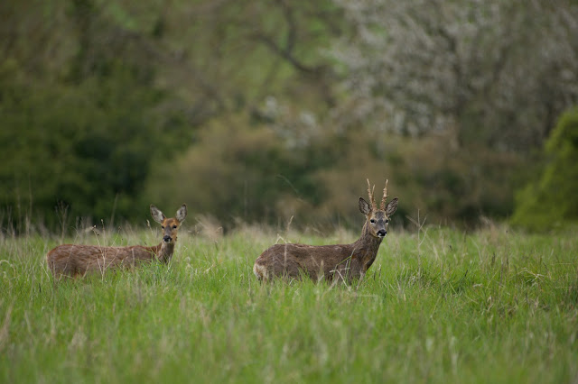 Roe Deer (Capreolus capreolus)