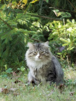 Fluffy, our Norwegian zen cat
