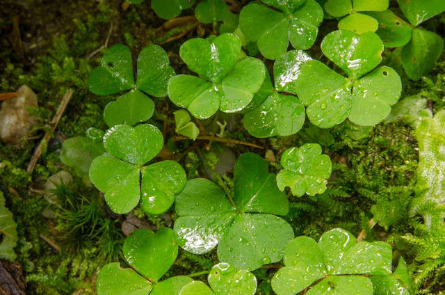 Clover plant