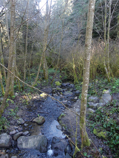 01: Janes Creek flowing past nude trees