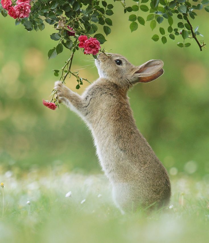 Bunny Wallpaper images for Mobile || Animal Wallpaper