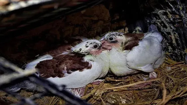 How Long Do Baby Pigeons Stay With Their Parents?