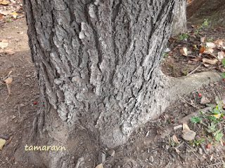 Мелкоплодник ольхолистный / Рябина ольхолистная (Micromeles alnifolia, =Sorbus alnifolia)