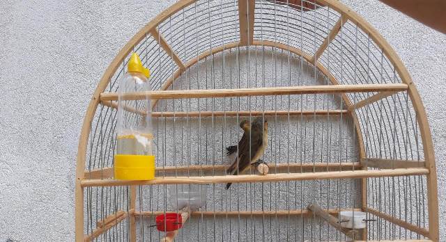Policia Ambiental apreende pássaros em cativeiro em Sete Barras