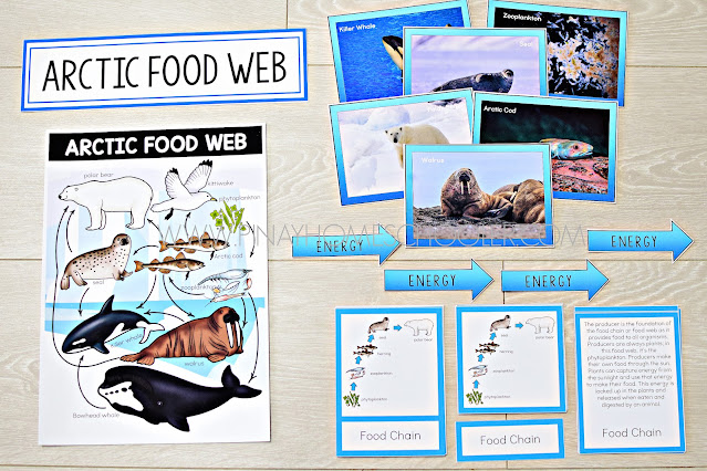 Arctic Food Web and Food Chains