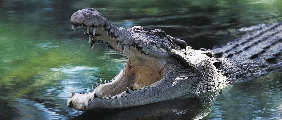 Crocodiles and Alligators