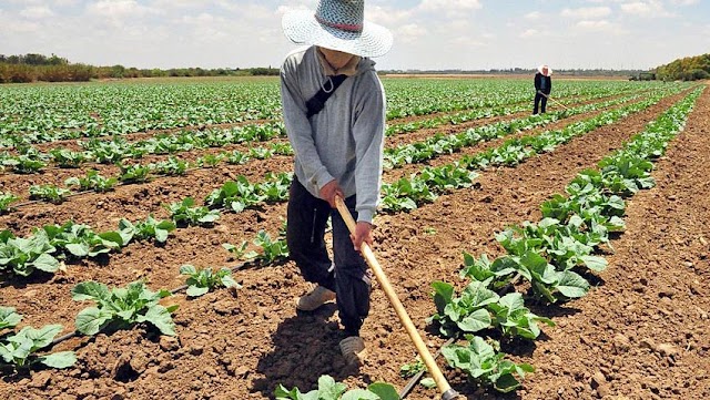 Productores agrícolas deberán registrarse en nuevo sistema nacional