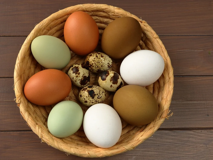 Why Are Eggs So Expensive in Texas in 2023: Examining the Factors Behind the Price Hike