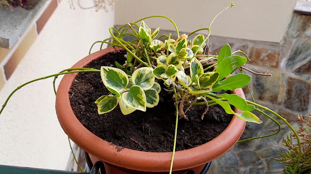 Cuaderno de campo de una Jardinera día nº 6: "Rejuvenecimiento vinca."