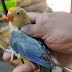Voilet Euving Parblue Male available