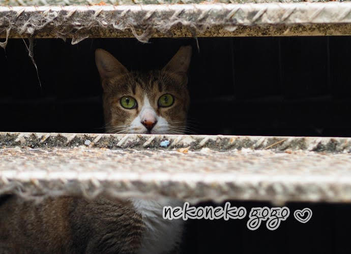 ねこ散歩で会った猫さん