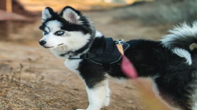 Reasons Why Small Husky Dogs Are The Best Type of Dog.