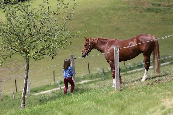 Abraham Lincoln was an avid rider and horse connoisseur