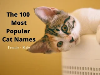The 100 Most Popular Cat Names 2022  Male Female