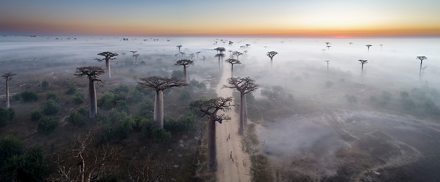 Allee de Baobab