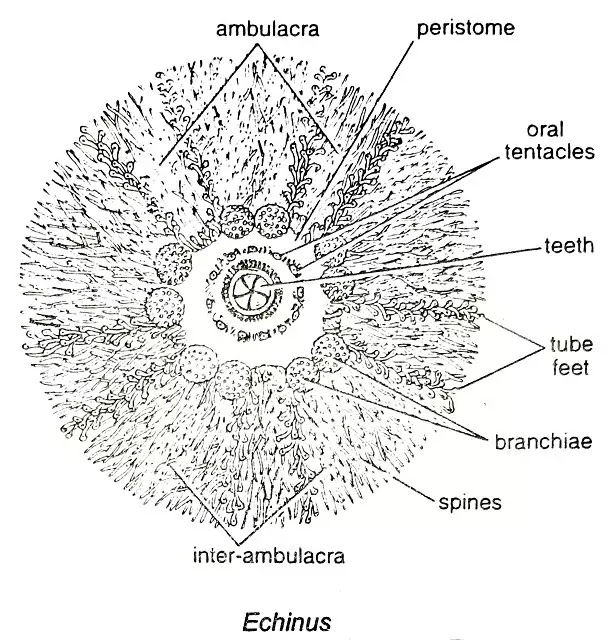 समुद्री अर्चिन (Echinus) : वर्गीकरण, लक्षण,चित्र का वर्णन|hindi